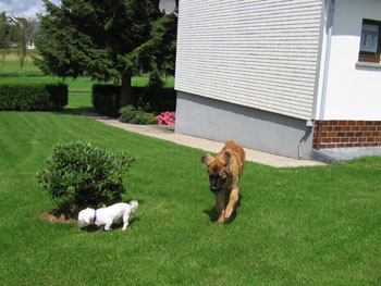 Hunde